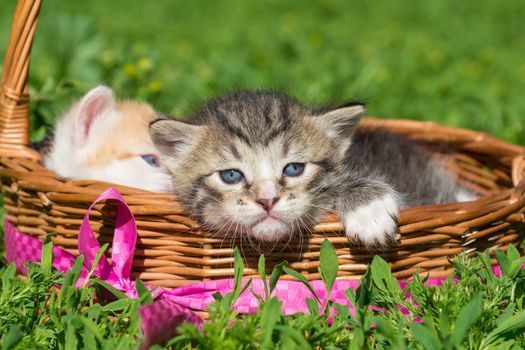 A small gray kitten is sitting in a basket