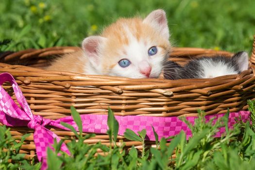 A small red kitten is sitting in a basket