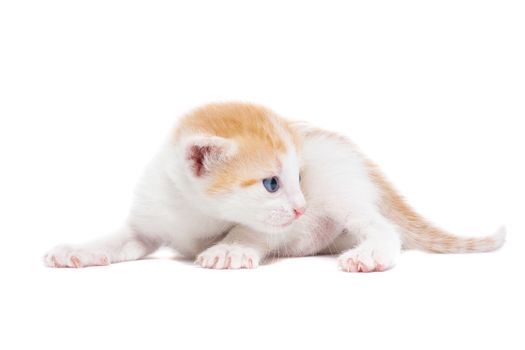 Playful red kitten on a white background isolated