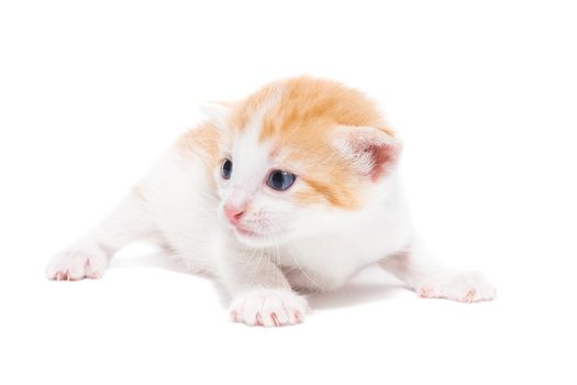 Playful red kitten on a white background isolated