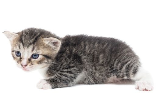 Playful gray kitten on a white background isolated