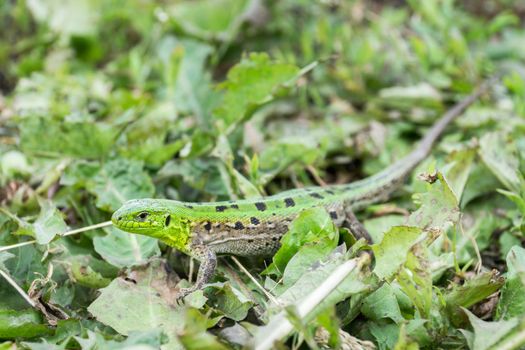 Green lizard (Lacerta agilis) sitting in the grass in garden