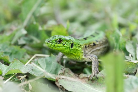 Green lizard (Lacerta agilis) sitting in the grass in garden