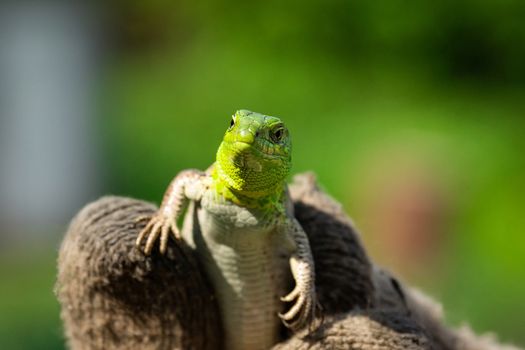 Green lizard (Lacerta agilis) sitting in the grass in garden