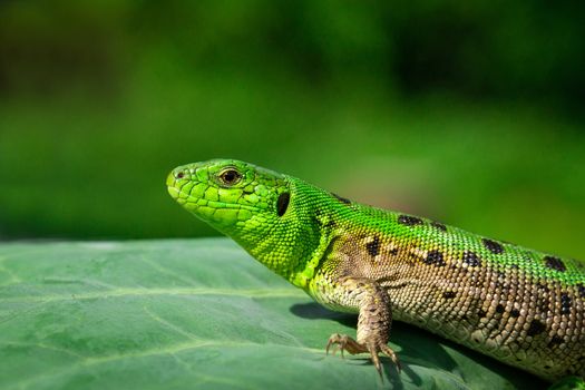 Green lizard (Lacerta agilis) sitting in the grass in garden