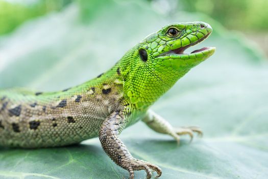 Green lizard (Lacerta agilis) sitting in the grass in garden