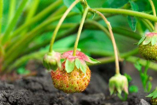 watering a strawberry bush on a vegetable garden from a watering can