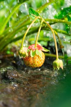 watering a strawberry bush on a vegetable garden from a watering can