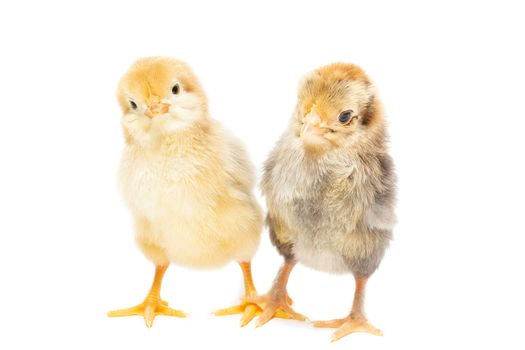 Two chickens on white background, isolation, village, summer