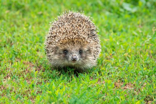 Hedgehog on green grass, hedgehog on nature