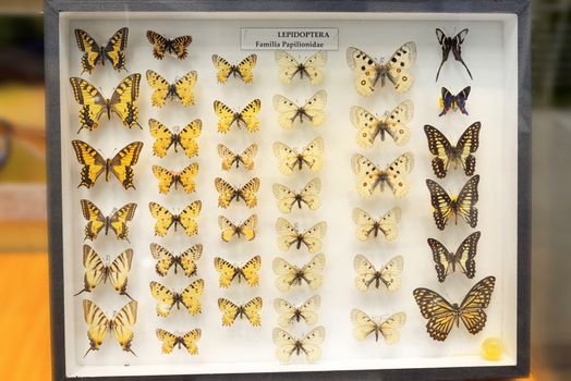 Families of butterflies in the frame on museum