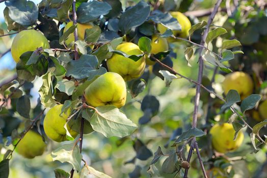 Quicens on local tree in autumn garden