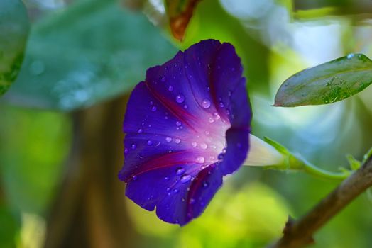 Blue flower of morning-glory (ipomoea) with drops of rain