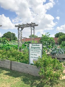 Community garden North of Dallas, Texas, America with raised bed, trellis and green lush of vegetable, crops ready to harvest. Urban self sufficient life style in a compact growing space, late summer