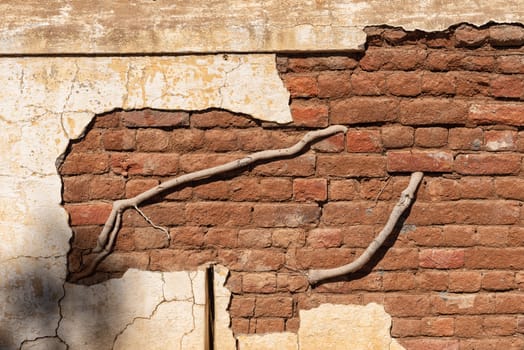 An old wall, with roots growing through, in Petrusville in the Northern Cape Province