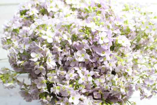 The picture shows many cuckoo flowers.