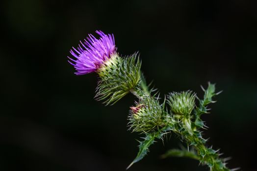 Blooming purple thistle flower in summer forest