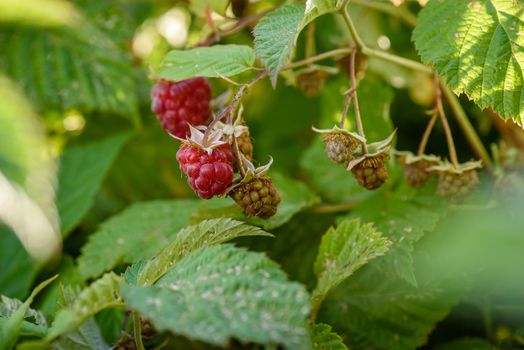 raspberry bush with berries on a branch in the garden