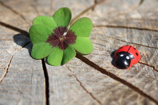 The picture shows a wooden ladybird and a lucky clover on a weathered tree trunk.