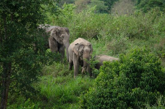 Asian elephants are the largest living land animals in Asia.Asian elephants are highly intelligent and self-aware.