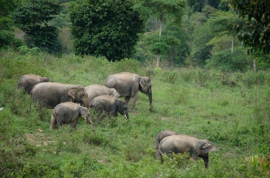 Asian elephants are the largest living land animals in Asia.Asian elephants are highly intelligent and self-aware.