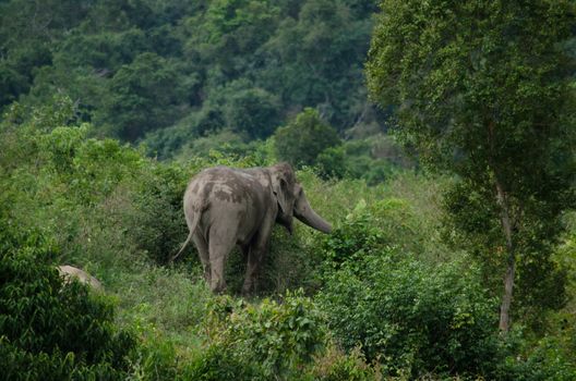 Asian elephants are the largest living land animals in Asia.Asian elephants are highly intelligent and self-aware.