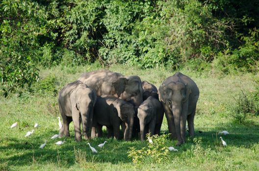 Asian elephants are the largest living land animals in Asia.Asian elephants are highly intelligent and self-aware.