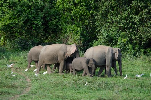 Asian elephants are the largest living land animals in Asia.Asian elephants are highly intelligent and self-aware.