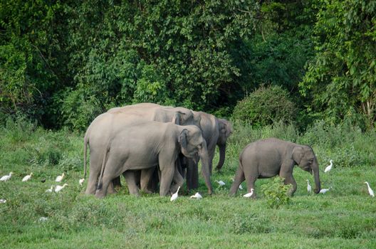 Asian elephants are the largest living land animals in Asia.Asian elephants are highly intelligent and self-aware.