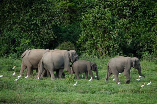 Asian elephants are the largest living land animals in Asia.Asian elephants are highly intelligent and self-aware.