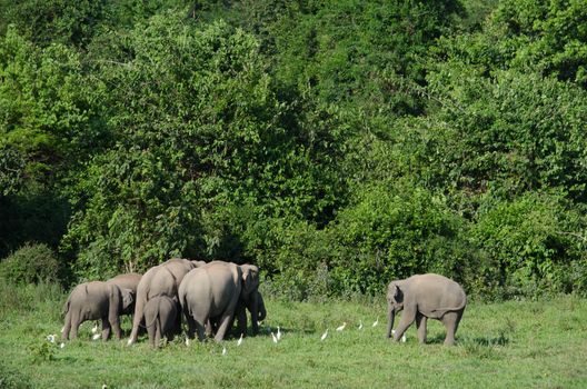 Asian elephants are the largest living land animals in Asia.Asian elephants are highly intelligent and self-aware.