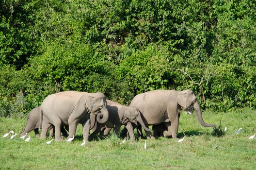 Asian elephants are the largest living land animals in Asia.Asian elephants are highly intelligent and self-aware.