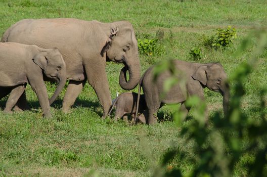 Asian elephants are the largest living land animals in Asia.Asian elephants are highly intelligent and self-aware.