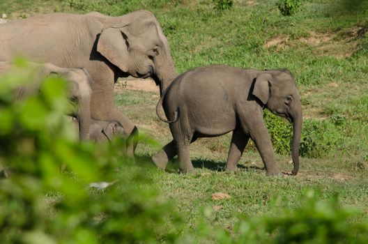 Asian elephants are the largest living land animals in Asia.Asian elephants are highly intelligent and self-aware.