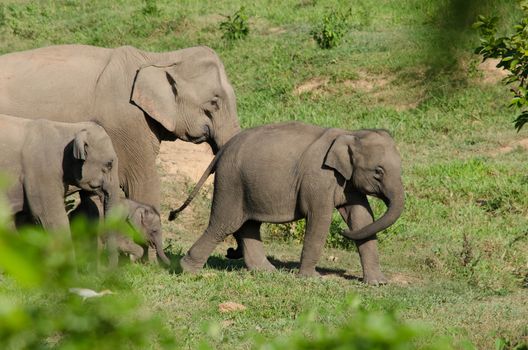 Asian elephants are the largest living land animals in Asia.Asian elephants are highly intelligent and self-aware.