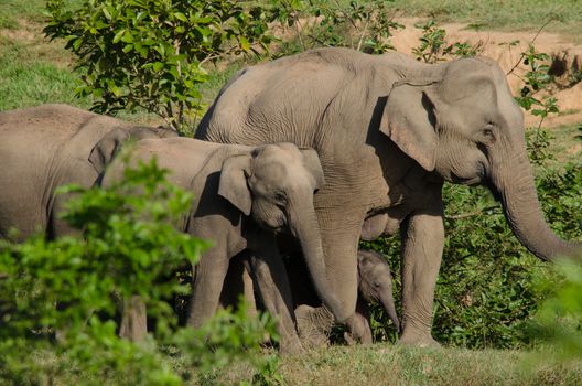 Asian elephants are the largest living land animals in Asia.Asian elephants are highly intelligent and self-aware.