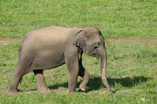 Asian elephants are the largest living land animals in Asia.Asian elephants are highly intelligent and self-aware.