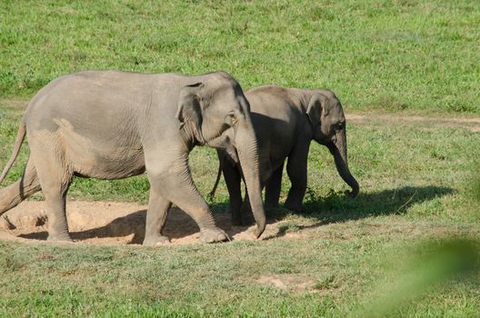 Asian elephants are the largest living land animals in Asia.Asian elephants are highly intelligent and self-aware.