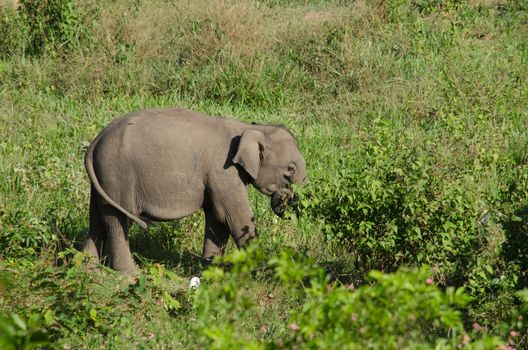 Asian elephants are the largest living land animals in Asia.Asian elephants are highly intelligent and self-aware.