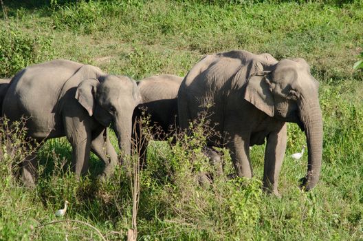 Asian elephants are the largest living land animals in Asia.Asian elephants are highly intelligent and self-aware.