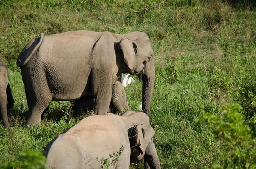 Asian elephants are the largest living land animals in Asia.Asian elephants are highly intelligent and self-aware.