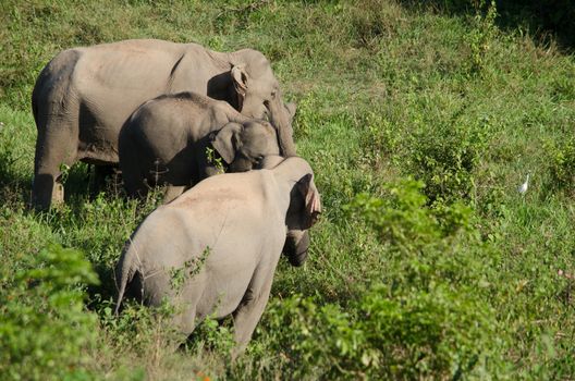 Asian elephants are the largest living land animals in Asia.Asian elephants are highly intelligent and self-aware.