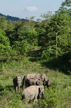 Asian elephants are the largest living land animals in Asia.Asian elephants are highly intelligent and self-aware.