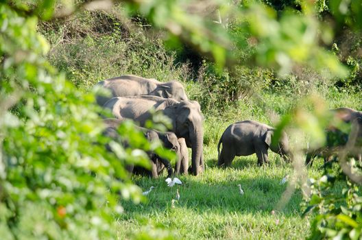 Asian elephants are the largest living land animals in Asia.Asian elephants are highly intelligent and self-aware.