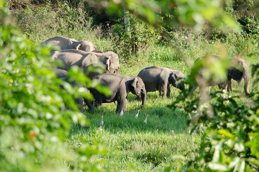 Asian elephants are the largest living land animals in Asia.Asian elephants are highly intelligent and self-aware.