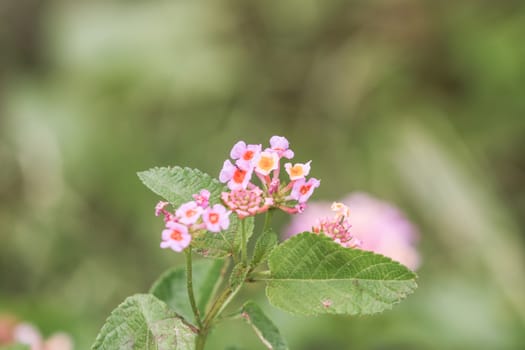 lantana is a rugged evergreen shrub from the tropics