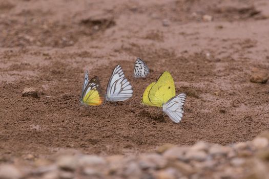 Butterflies are insects in the macrolepidopteran clade Rhopalocera from the order Lepidoptera and Its have the typical four-stage insect life cycle