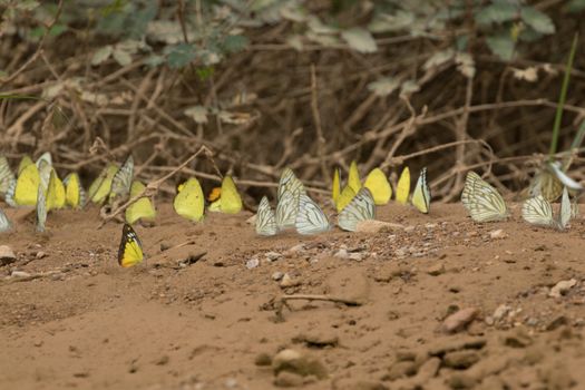 Butterflies are insects in the macrolepidopteran clade Rhopalocera from the order Lepidoptera and Its have the typical four-stage insect life cycle