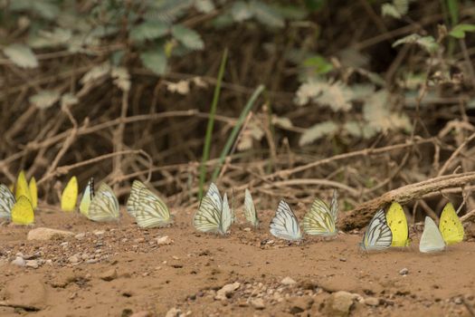 Butterflies are insects in the macrolepidopteran clade Rhopalocera from the order Lepidoptera and Its have the typical four-stage insect life cycle