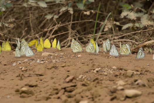 Butterflies are insects in the macrolepidopteran clade Rhopalocera from the order Lepidoptera and Its have the typical four-stage insect life cycle